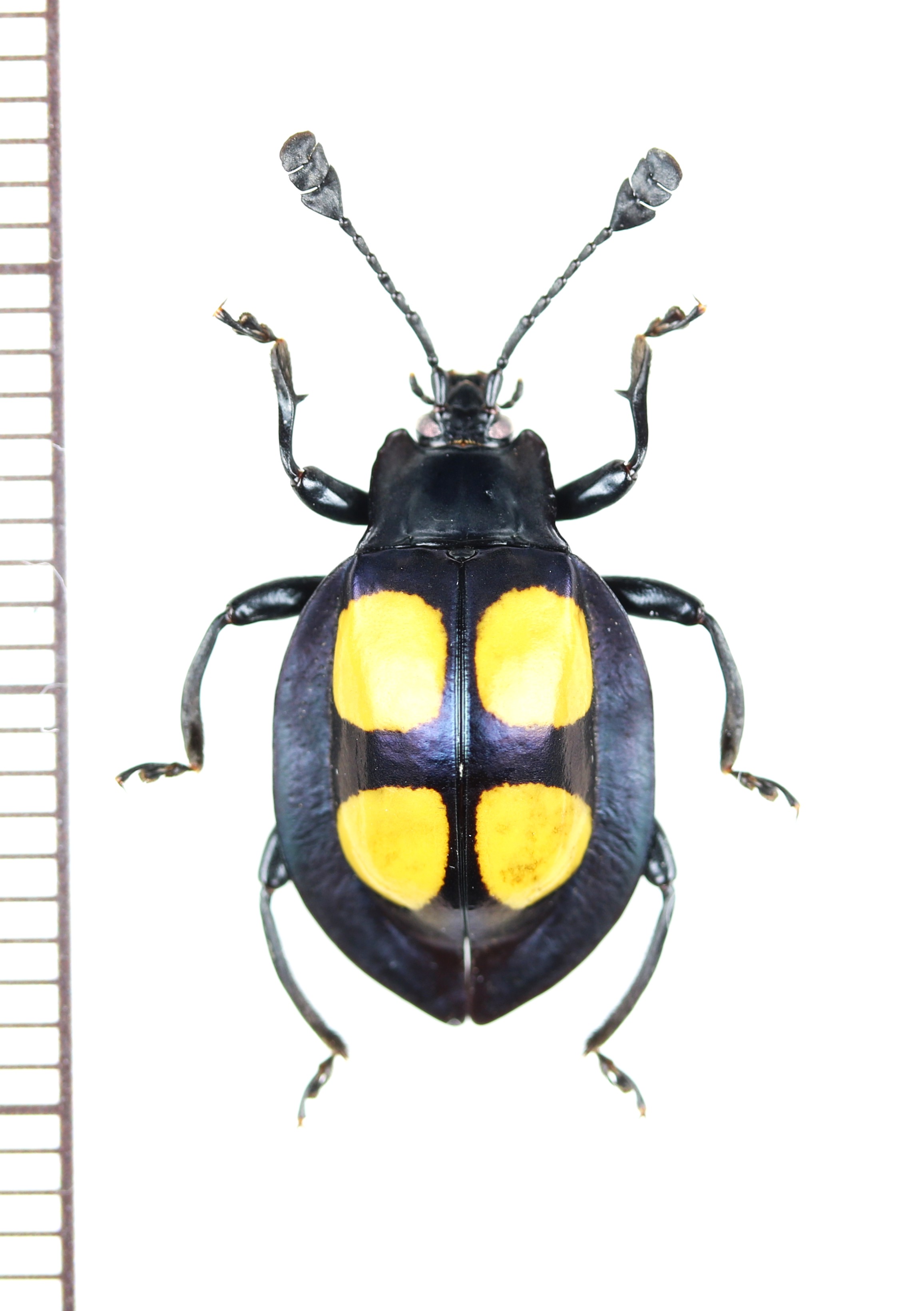 画像1: テントウムシダマシの一種　Eumorphus felix　♂　マレーシア（ボルネオ島）