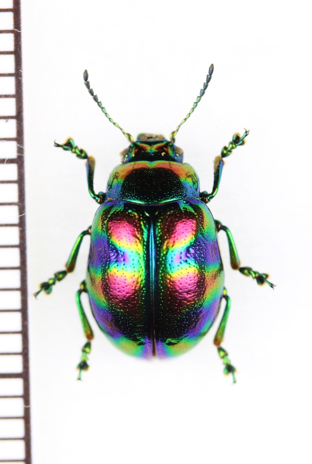 画像1: ハムシの一種　Chrysomelidae species　ベトナム中部