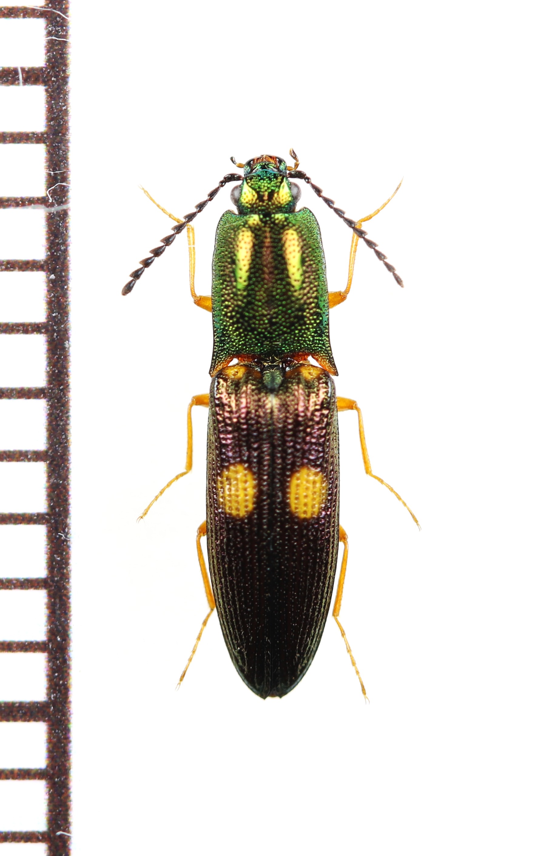 画像1: 眼状紋を持つコメツキムシの一種　Elateridae species　♀　ベトナム北東部