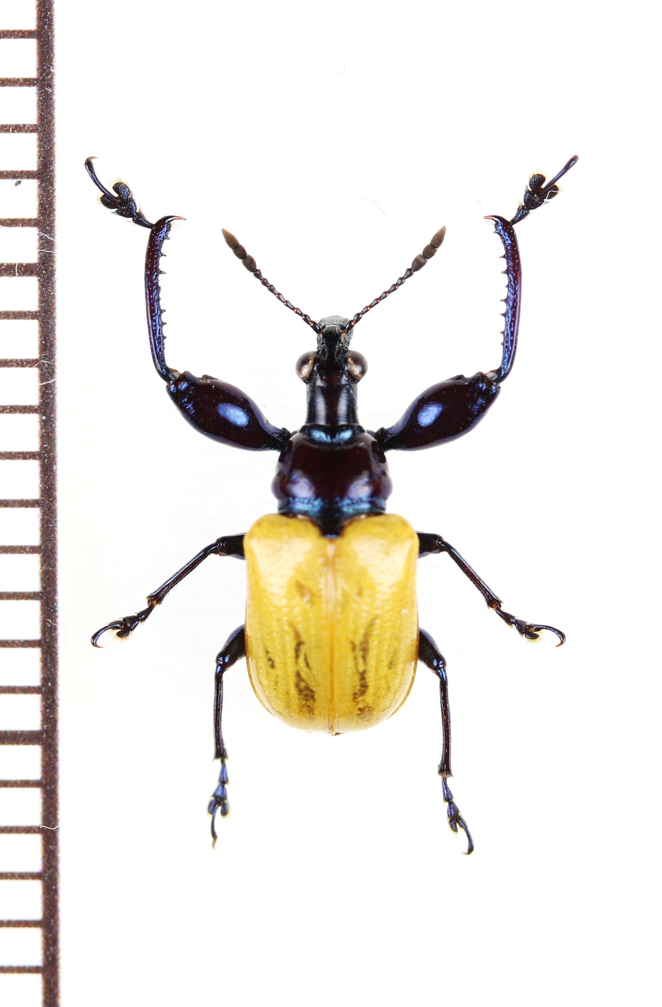 画像1: アシナガオトシブミの一種　Attelabini species　 ベトナム南部