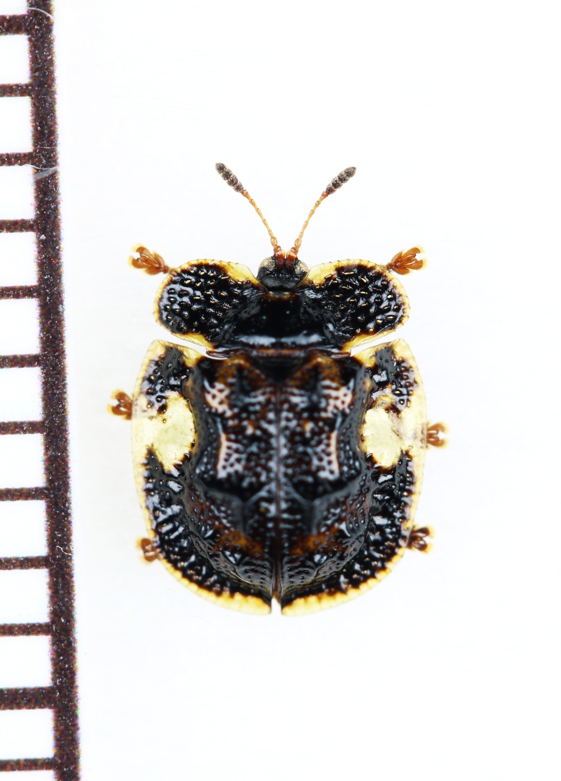 画像1: カメノコハムシの一種　Cassidinae species　ベトナム北東部