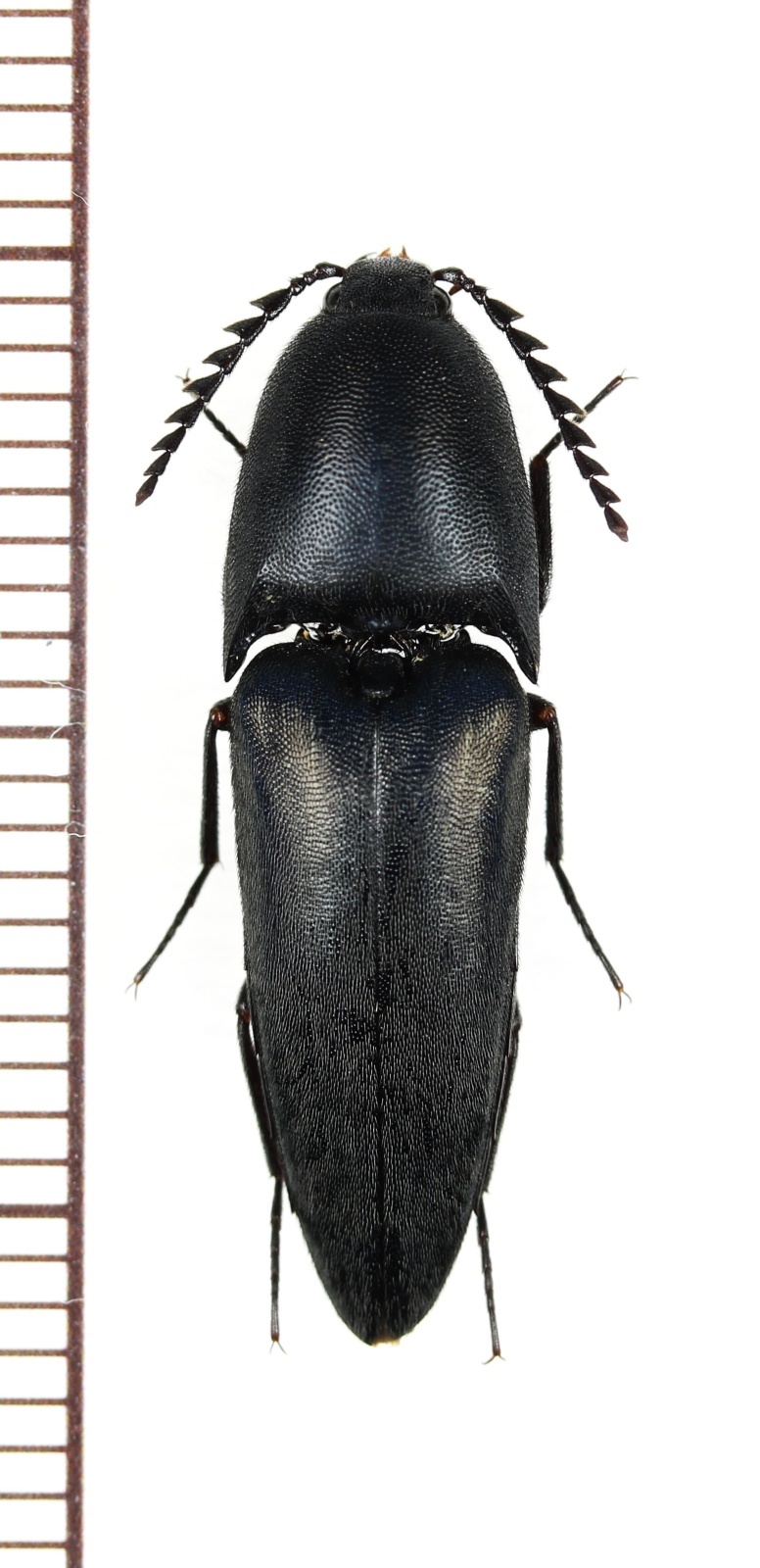 画像1: サキシマクロナガコメツキ　♂　石垣島