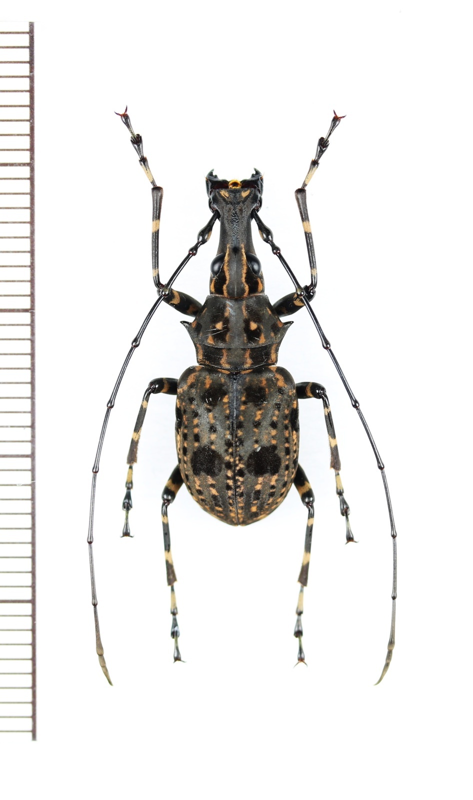 画像1: ヒゲナガゾウムシの一種　Anthribidae species　♂　ベトナム北東部