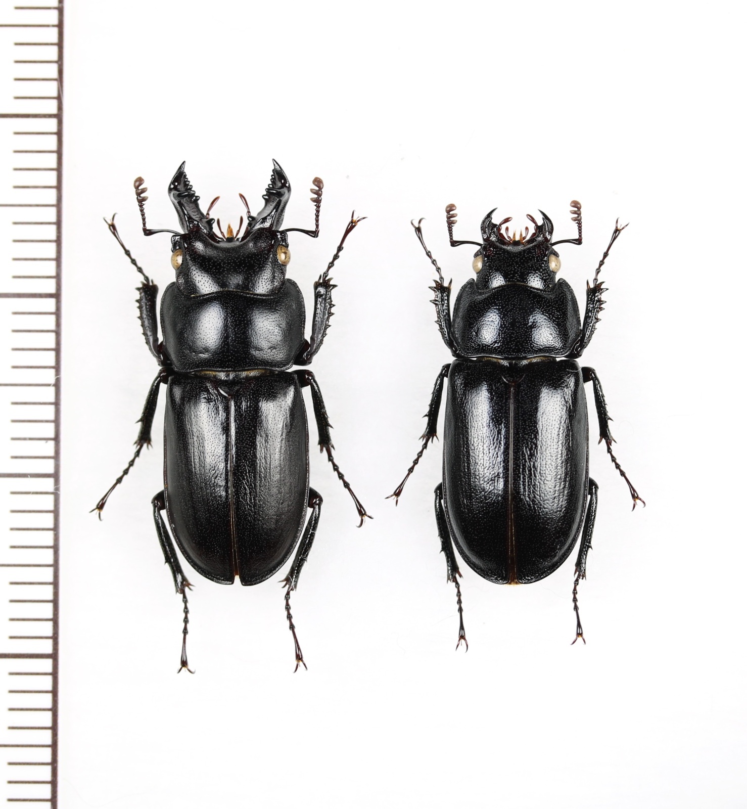 画像1: キュウシュウオニクワガタ　大型ペア♂23.4mm♀20.7mm　鹿児島県