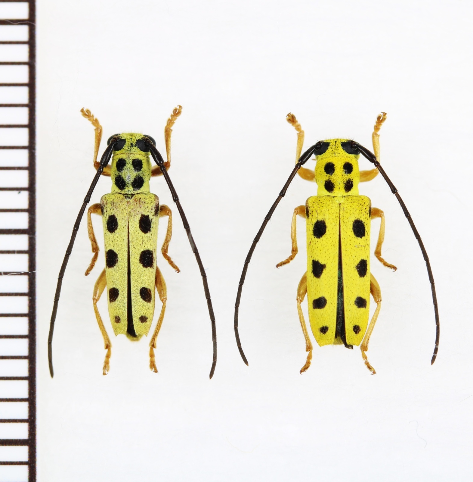 南アメリカのオニカミキリの1種・ペア 南アメリカのオニカミキリの1種・ペア オキナワモンキカミキリ ペア