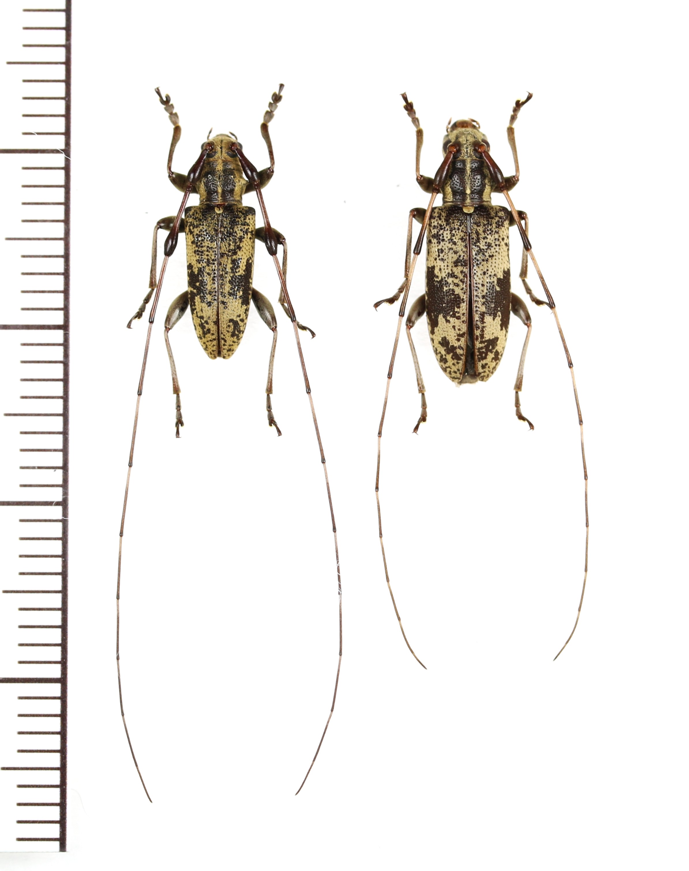 カリマンタン島の美麗カミキリ odontolabis vollenhoveni 73mm