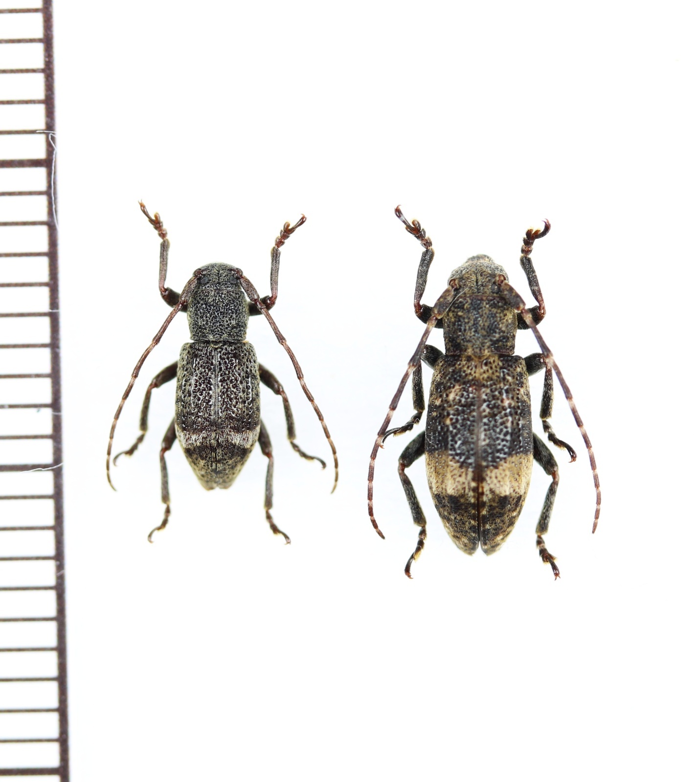 ツシマハネナシサビカミキリ ペア 対馬 - Insect Islands 〜南の