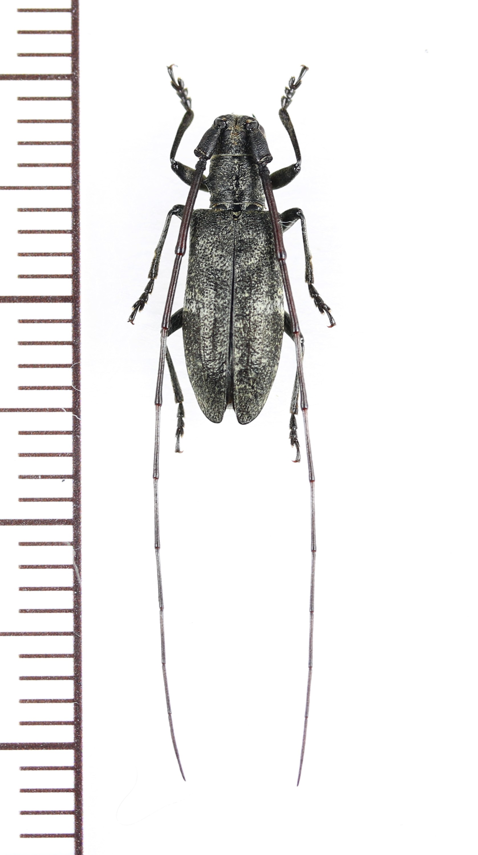 画像1: ヒメヒゲナガカミキリ　♀　対馬