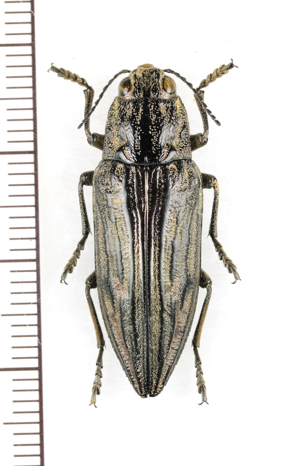 画像1: ウバタマムシ　名義タイプ亜種　♀　対馬