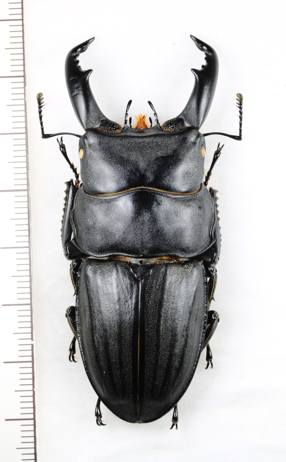 ⭐️⭐️⭐️スジブトヒラタ大型♂標本⭐️⭐️⭐️ スジブトヒラタクワガタ 標本 72.5 ㎜ ］巨大なスジブトヒラタ