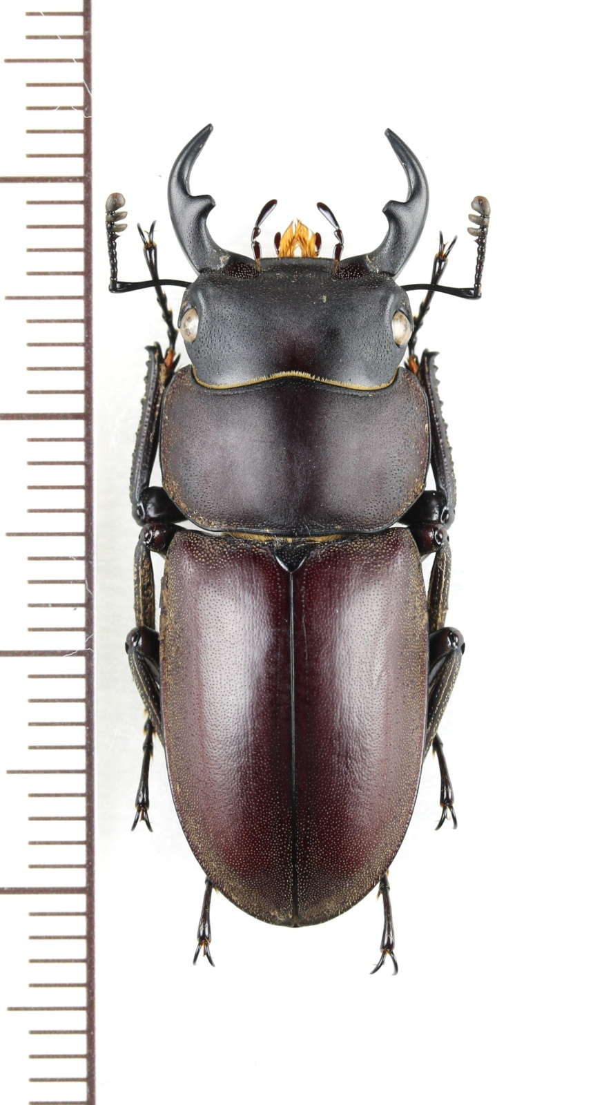 画像1: ヤエヤマコクワガタ　大型♂33.5mm　西表島
