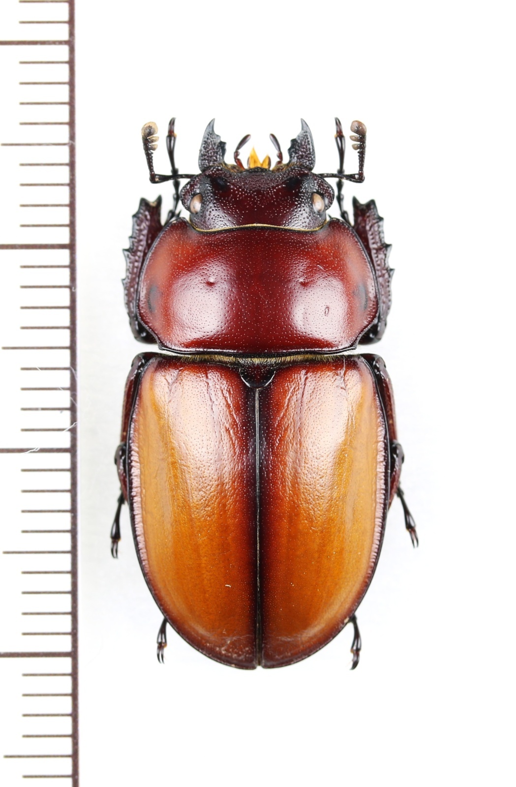 チャイロマルバネクワガタ 標本 チャイロマルバネクワガタ ♀26.8mm 西表島 - Insect Islands