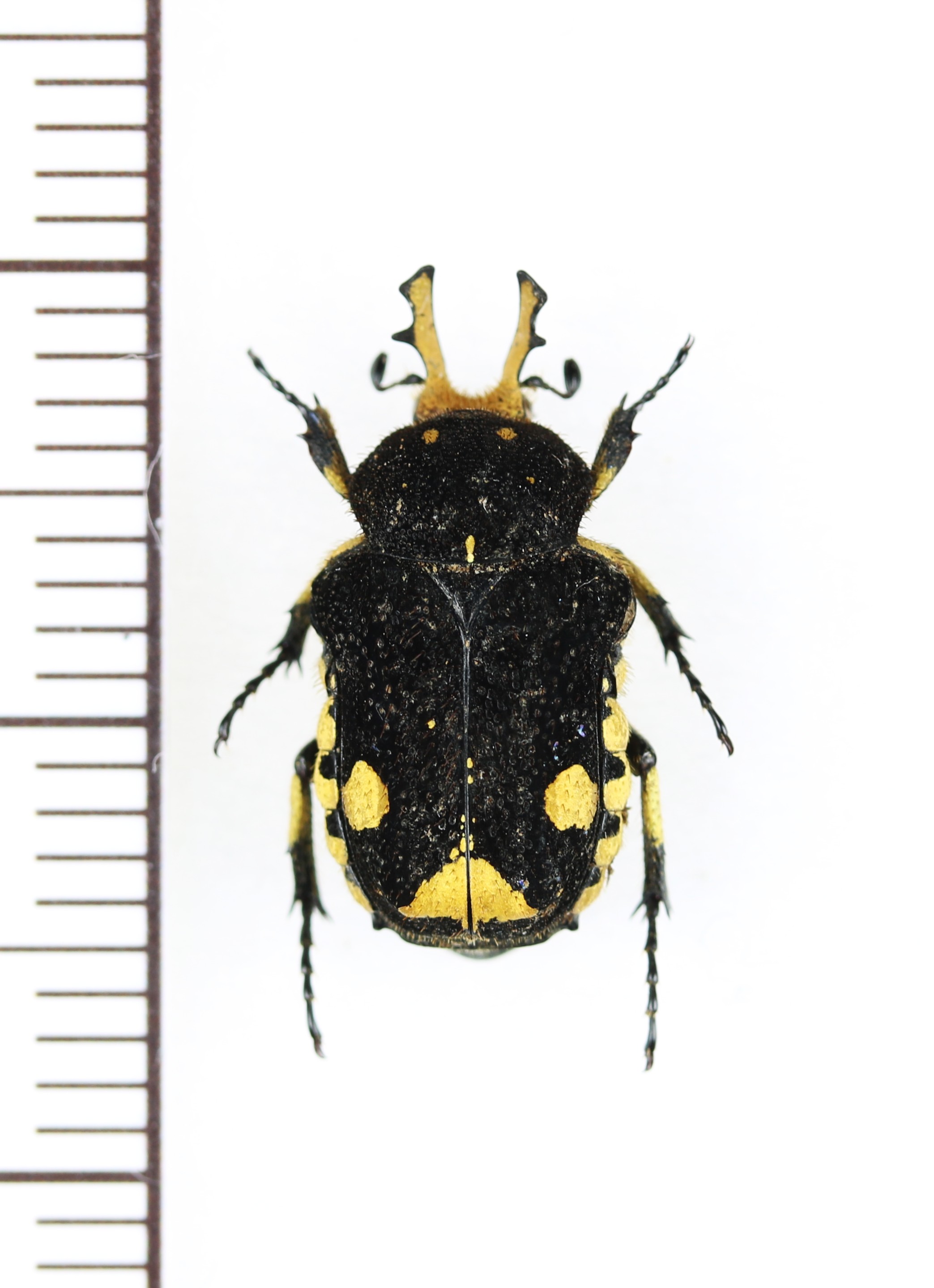 画像1: シカホソハナムグリの一種　Goliathopsis sp.　♂　ベトナム北東部