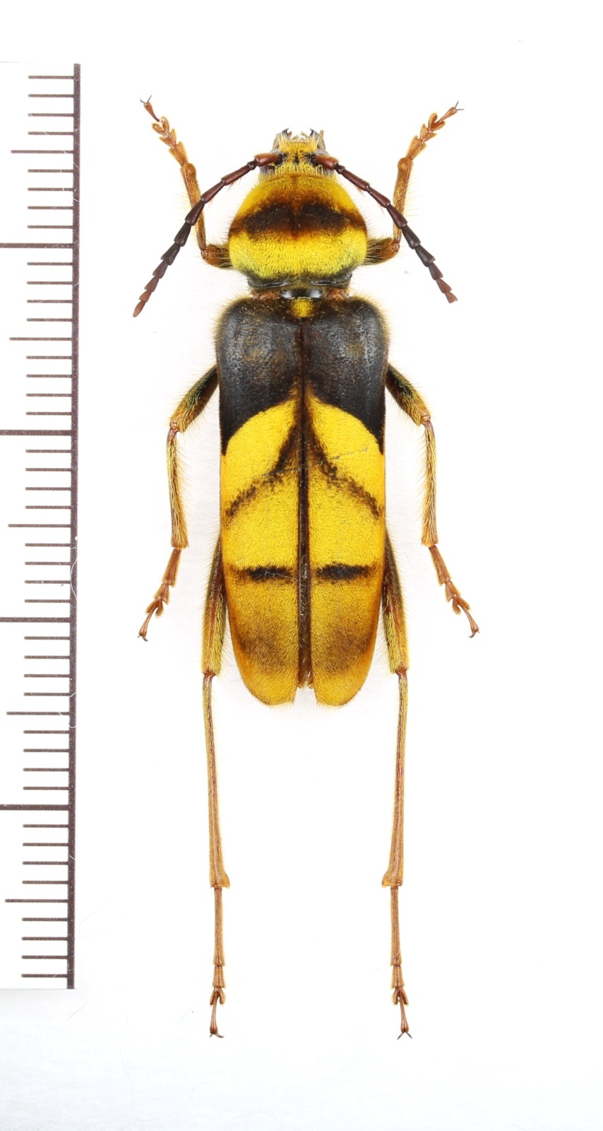 画像1: オオトラカミキリの一種 　Xylotrechus magnificus　♀　ベトナム北東部