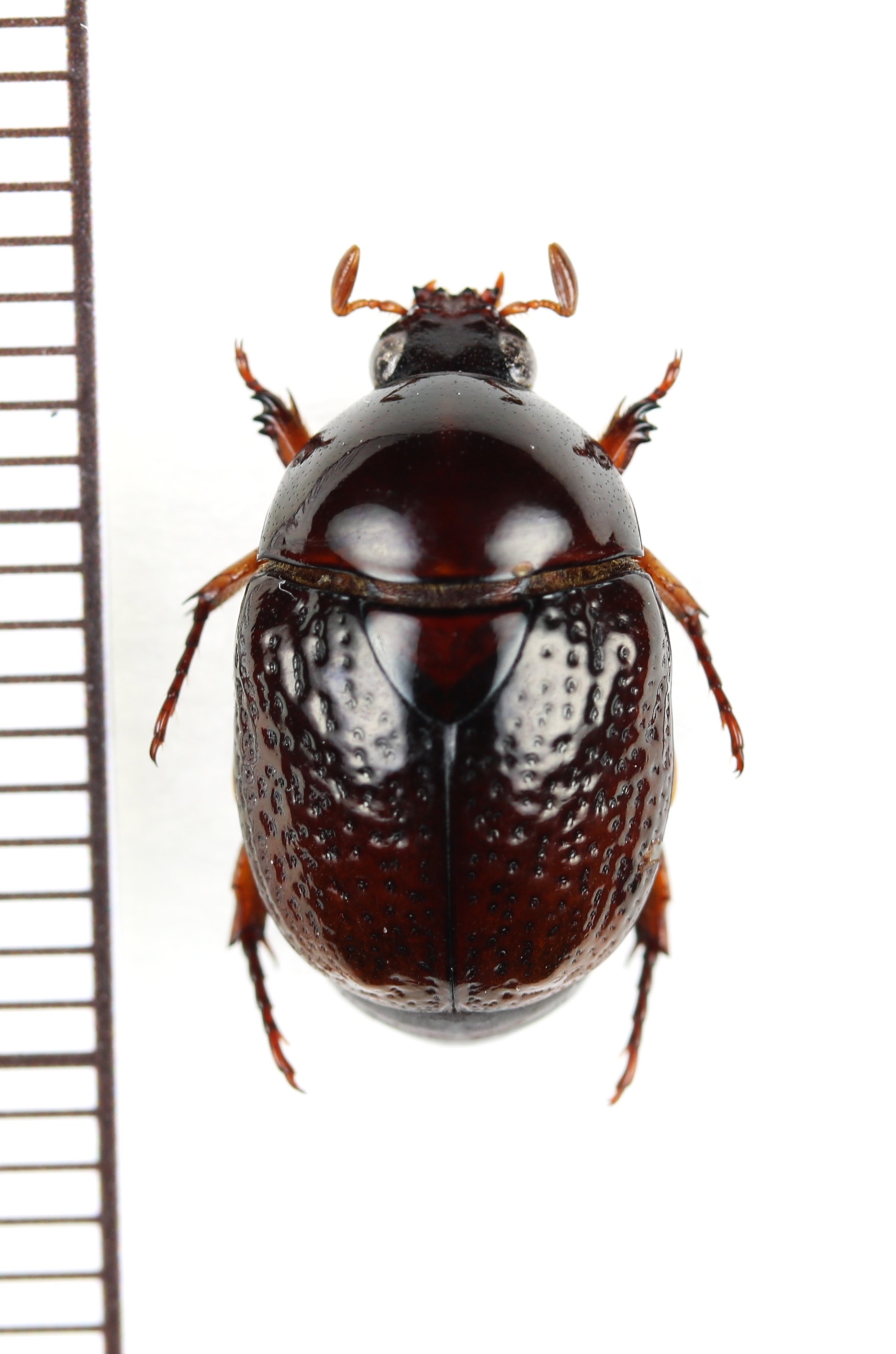 画像1: ヨツバコガネの一種　Parastasia sp.　パプアニューギニア（ニューギニア島）