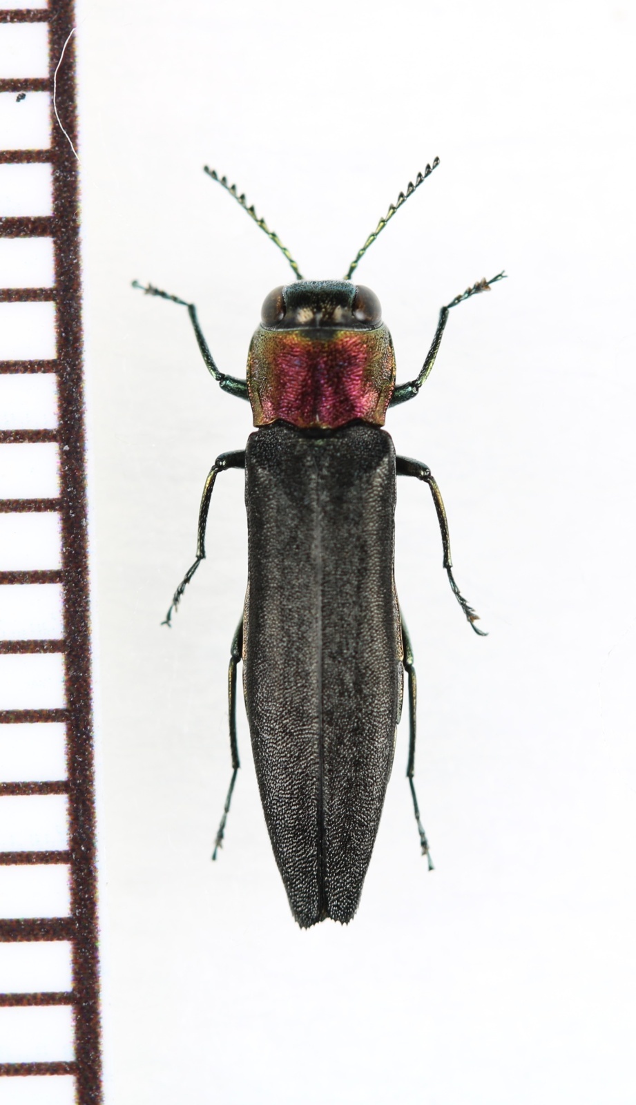 画像1: ムネアカナガタマムシ　対馬