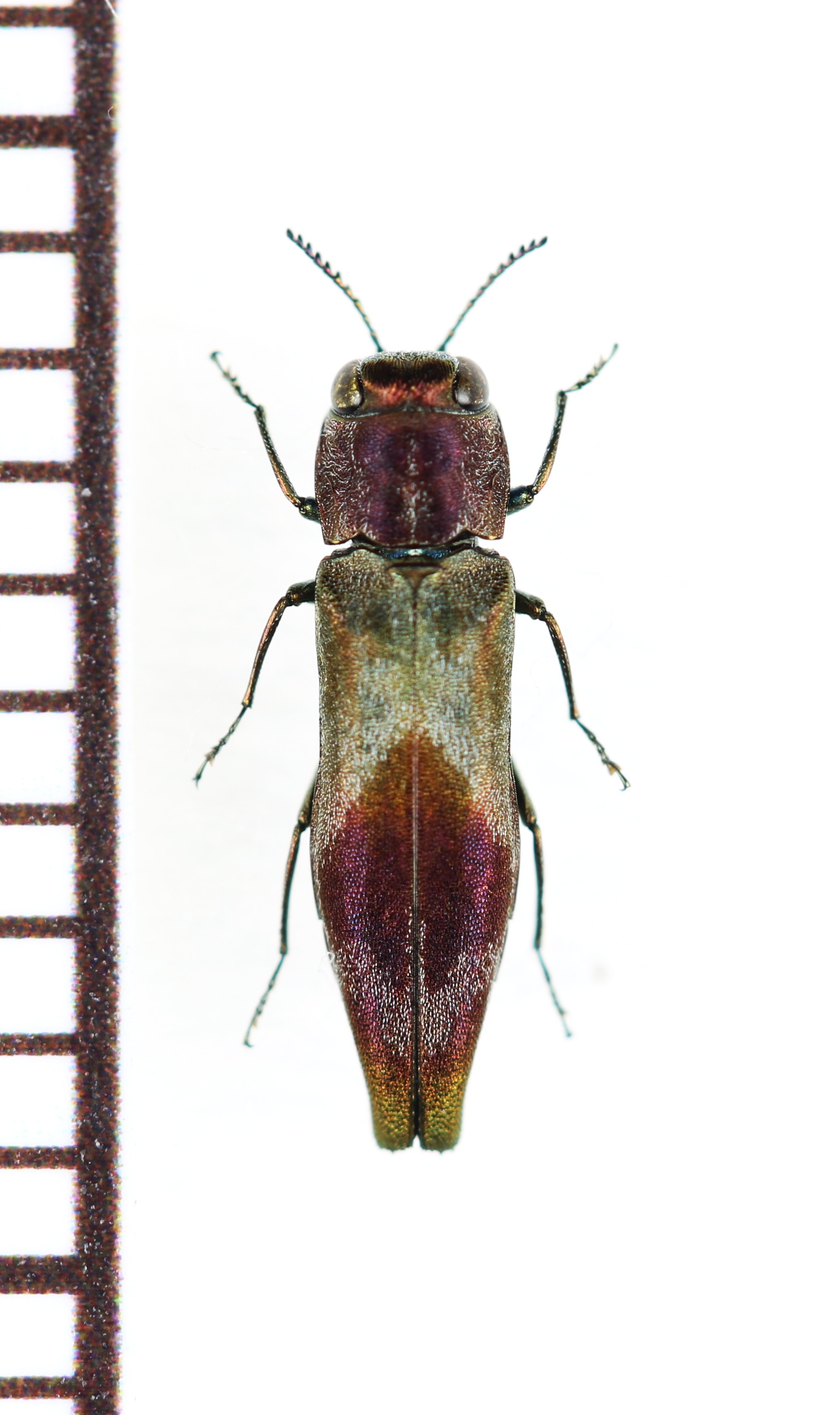 画像1: ヒシモンナガタマムシ　対馬