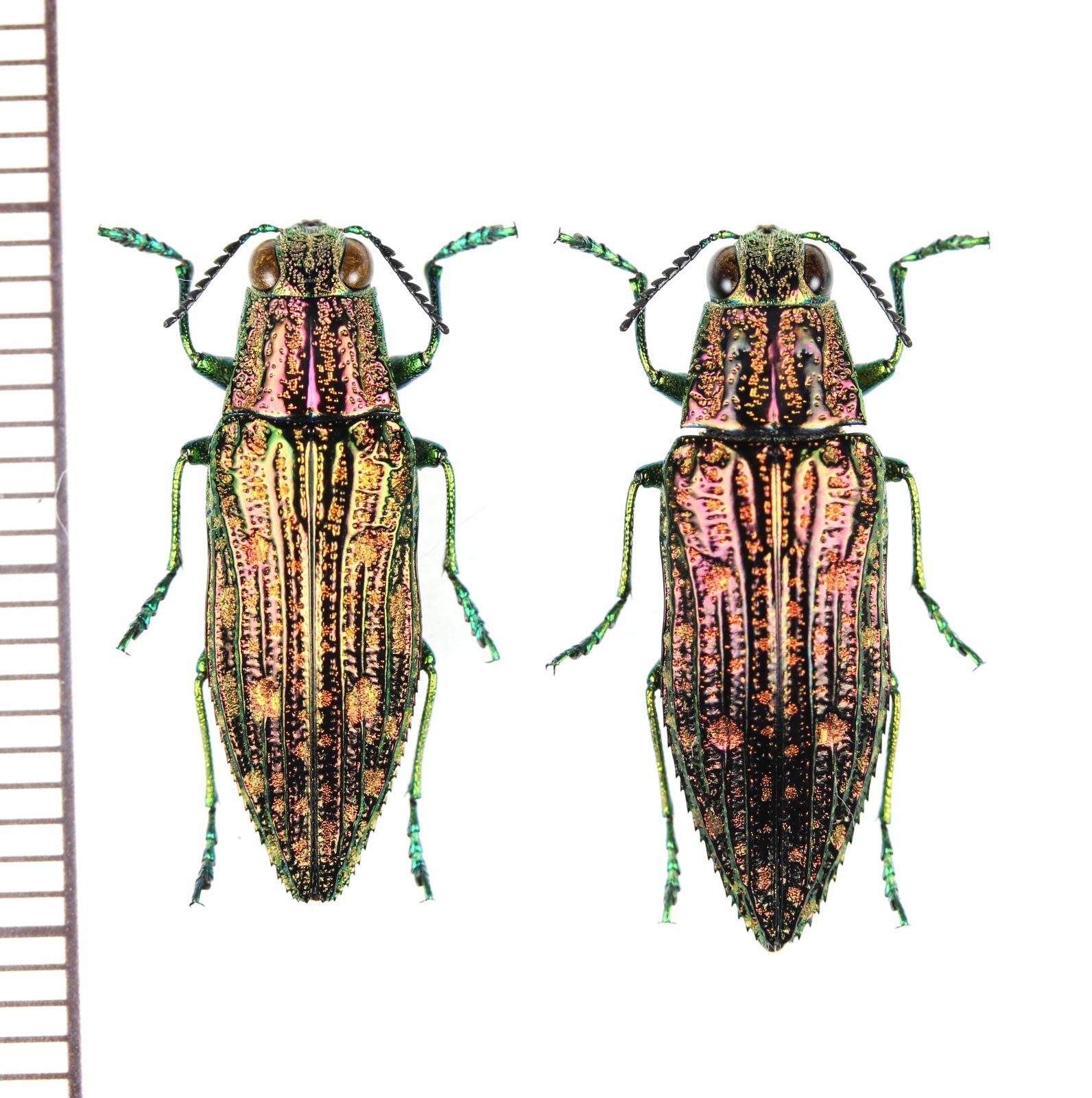 画像1: アオマダラタマムシ　ペア　対馬