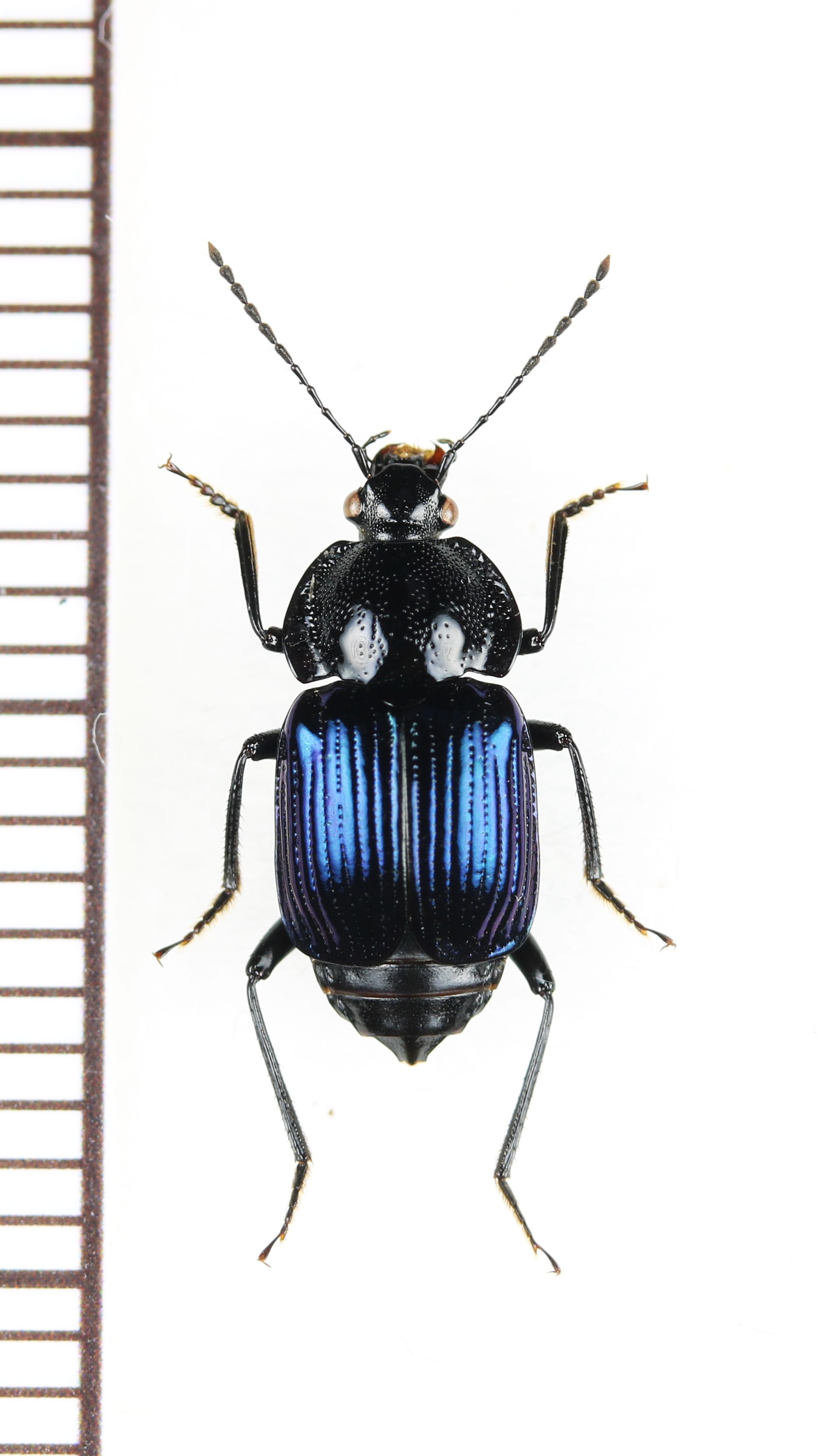 画像1: オサシデムシモドキの一種　Apatetica sp.　ベトナム北西部