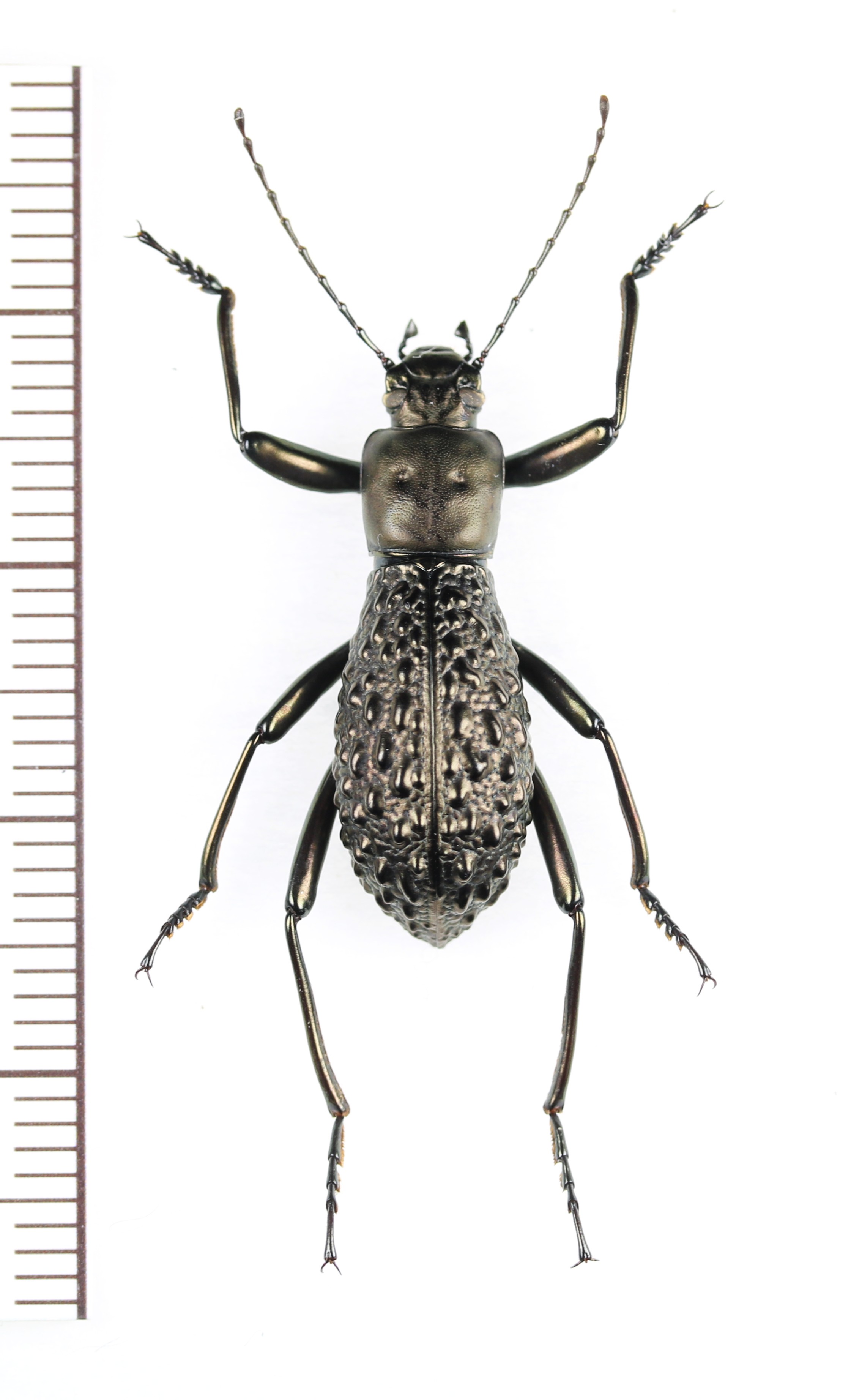 画像1: ゴミムシダマシの一種　Morphostenophanes sp.　♂　ベトナム北西部