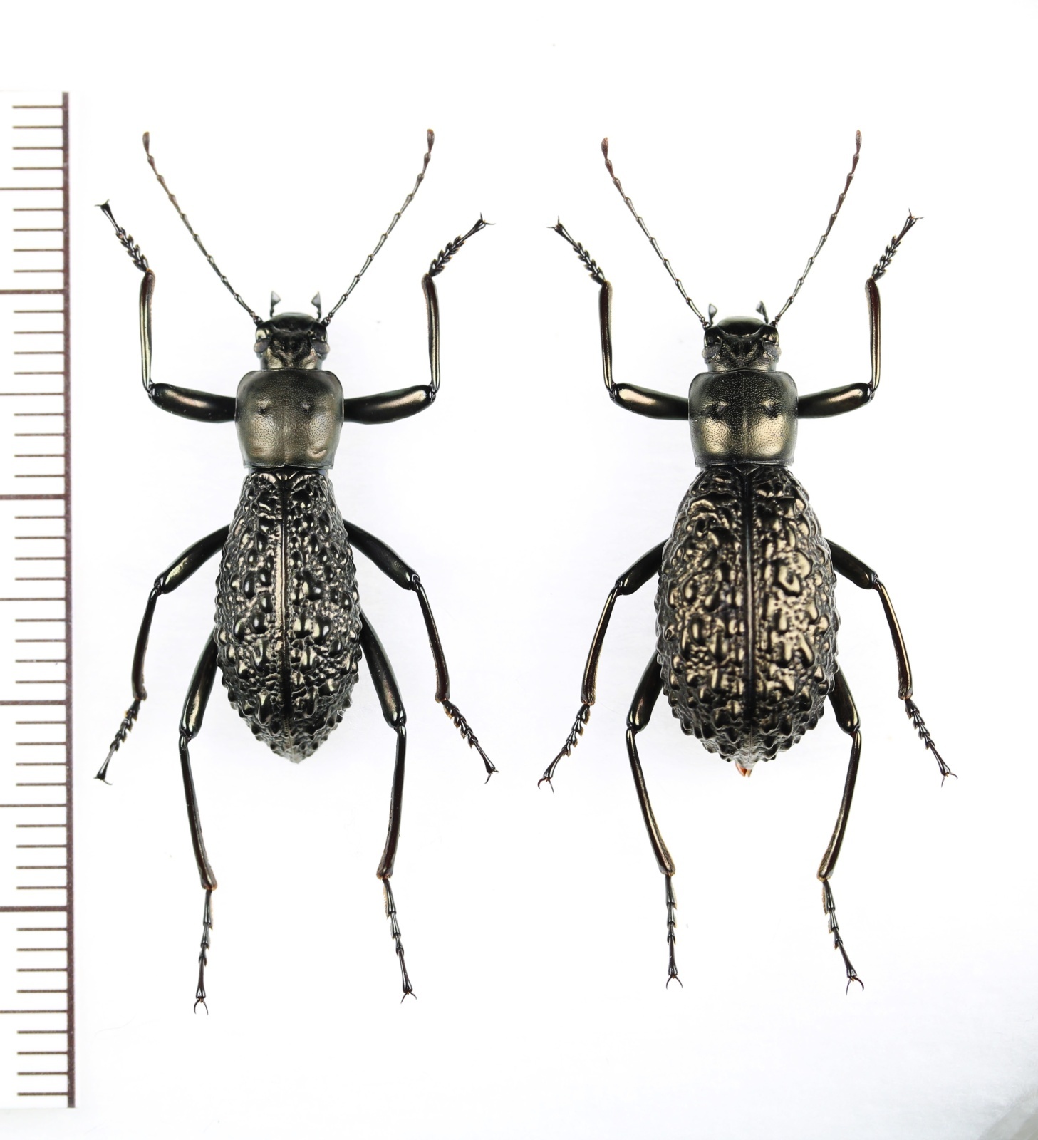 画像1: ゴミムシダマシの一種　Morphostenophanes sp.　ペア　ベトナム北西部