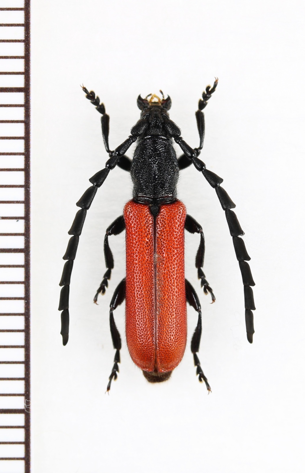 画像1: アマミクスベニカミキリ　♂　奄美大島