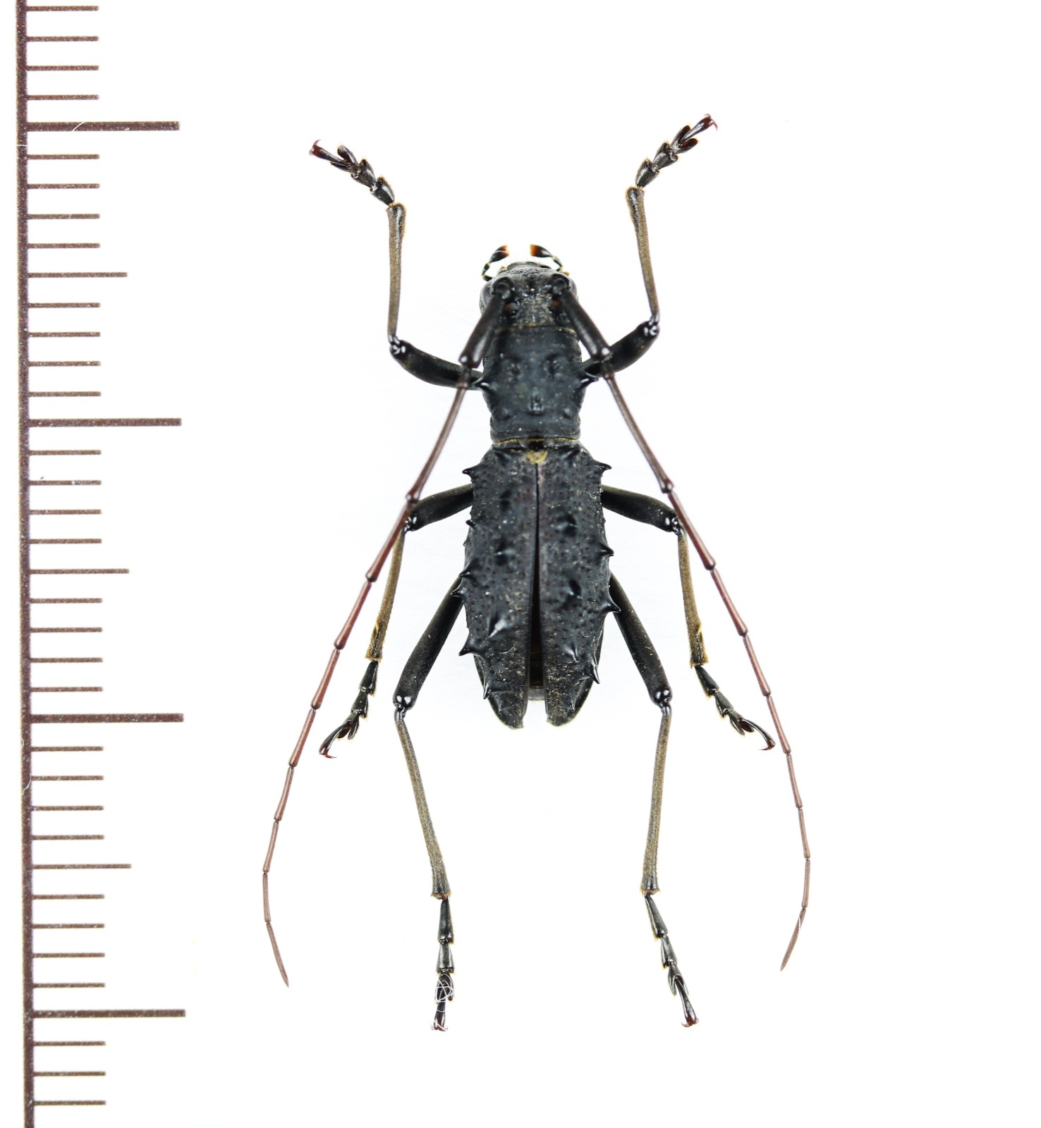 画像1: カミキリムシの一種　Lonyarbon motuoensis 　♂　中国（チベット自治区）