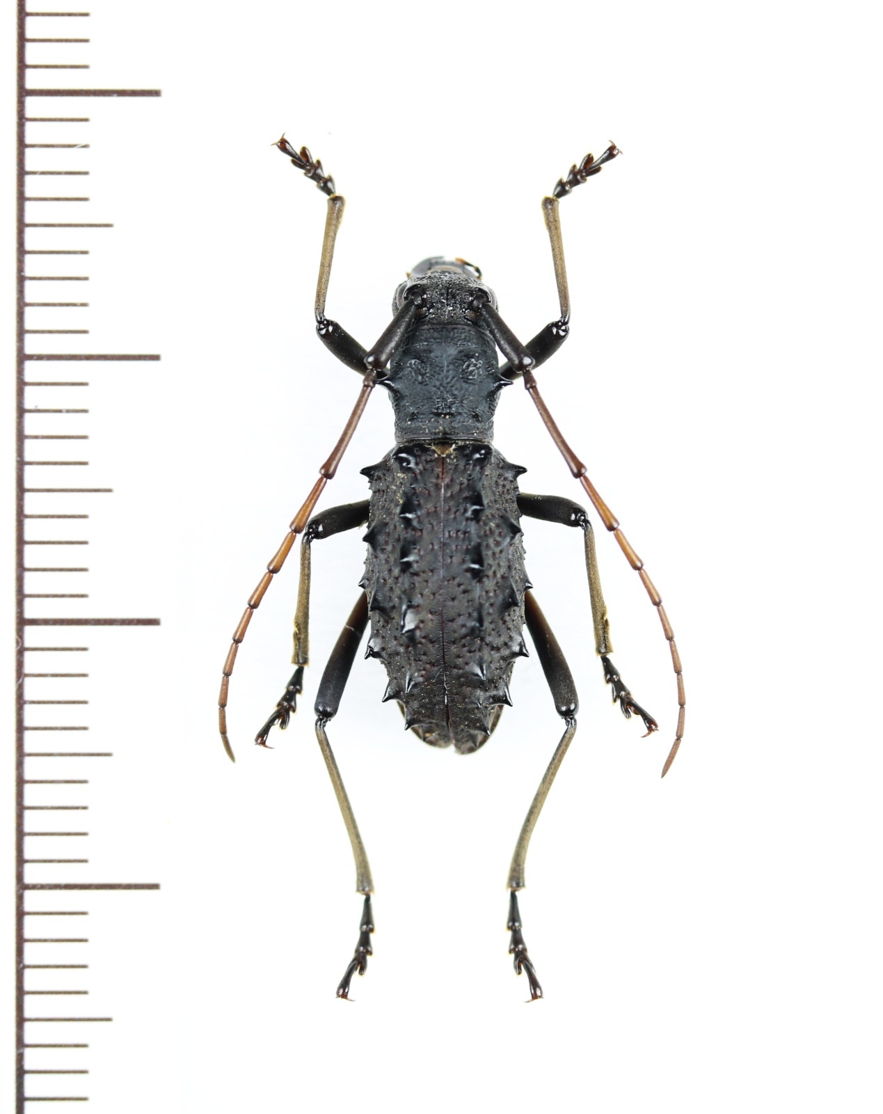 画像1: カミキリムシの一種　Lonyarbon motuoensis 　♀　中国（チベット自治区）