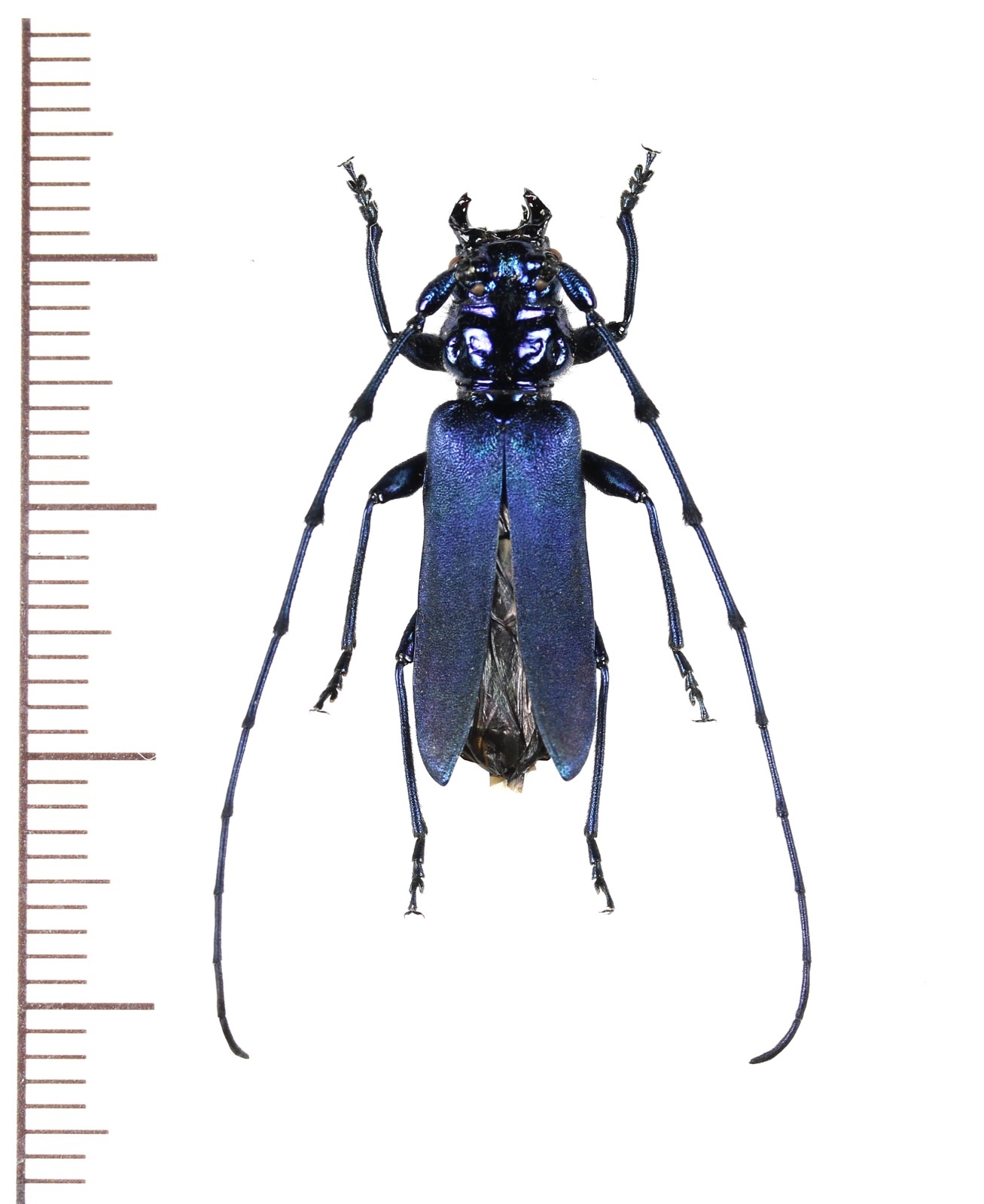 画像1: カミキリムシの一種　Pseudocallidium violaceum　♂　中国（雲南省）