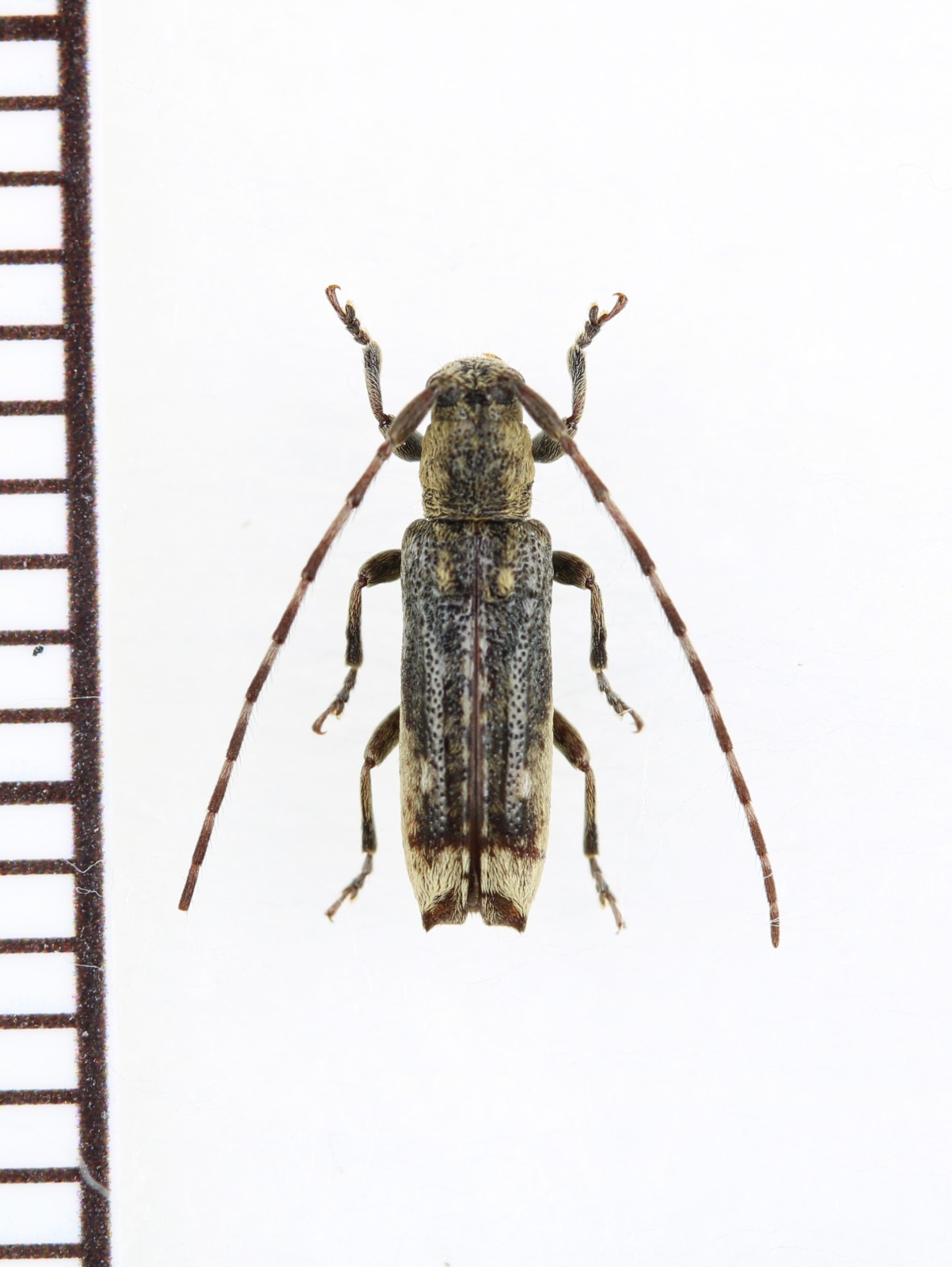 画像1: ニセコゲチャサビカミキリ　♀　伊平屋島