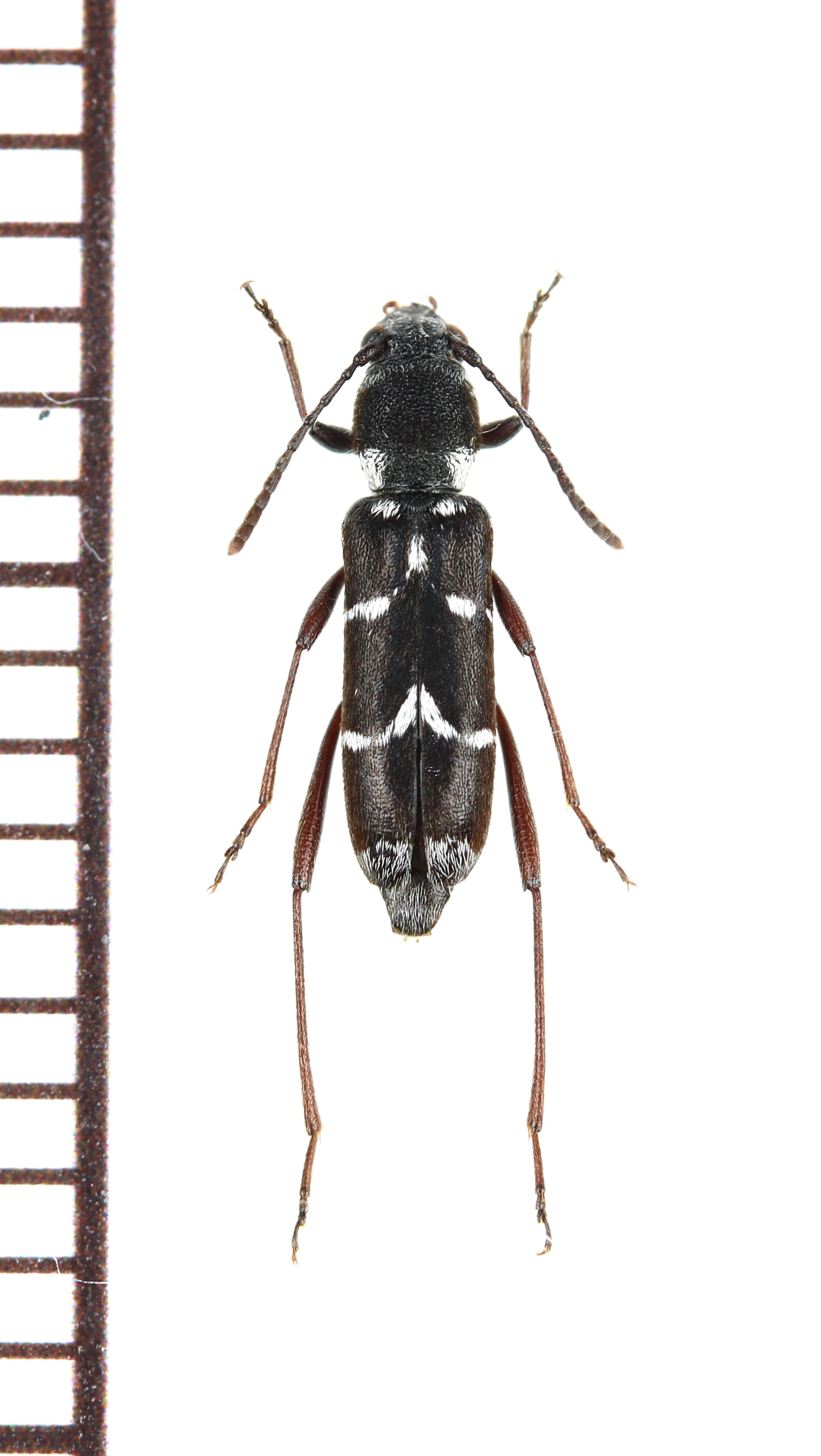 画像1: アマミズマルトラカミキリ　♀　奄美大島