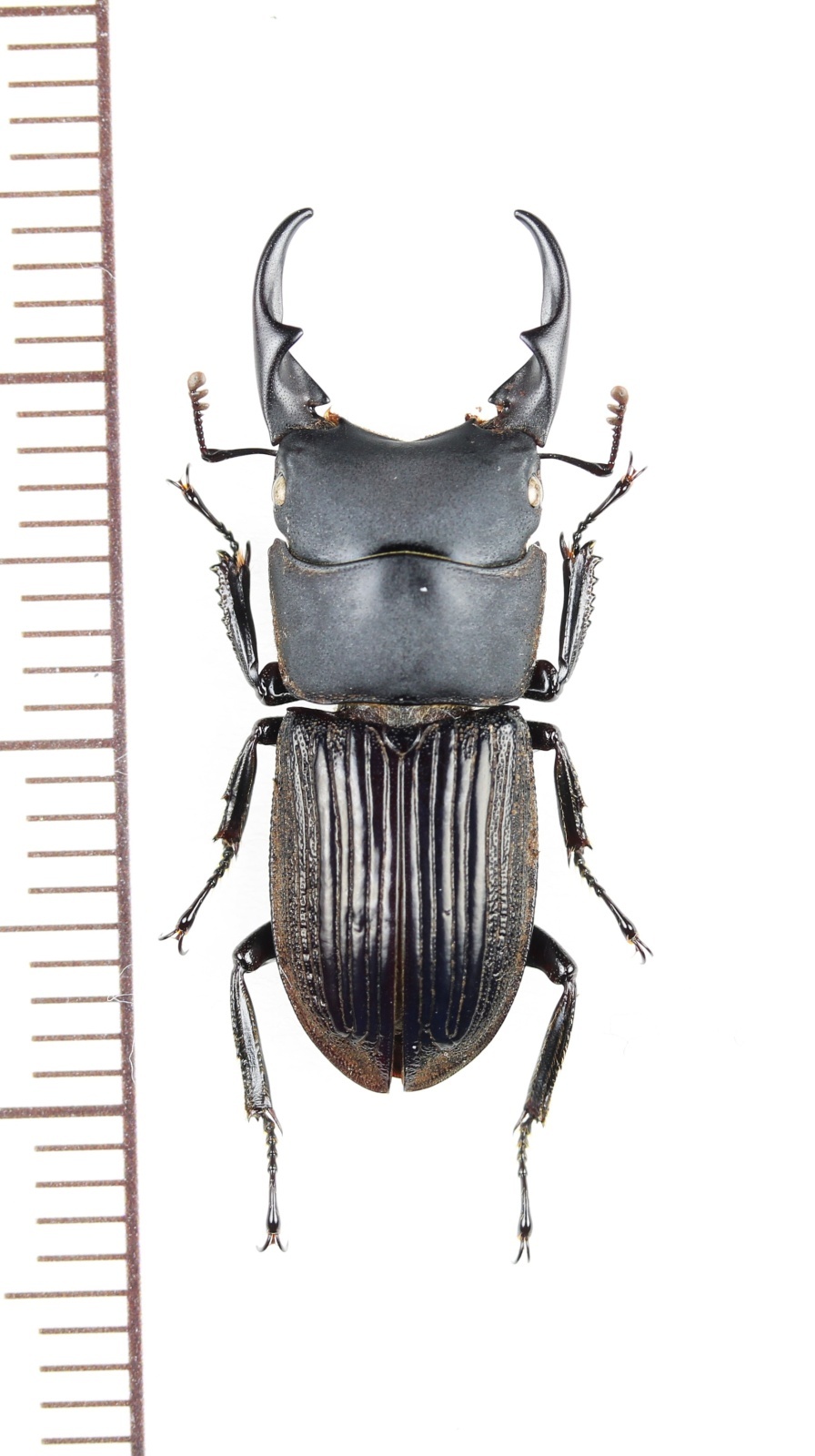 画像1: ネブトクワガタの一種　Aegus sp.　♂　ベトナム北東部